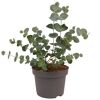 Eukalyptus 13 cm Topf