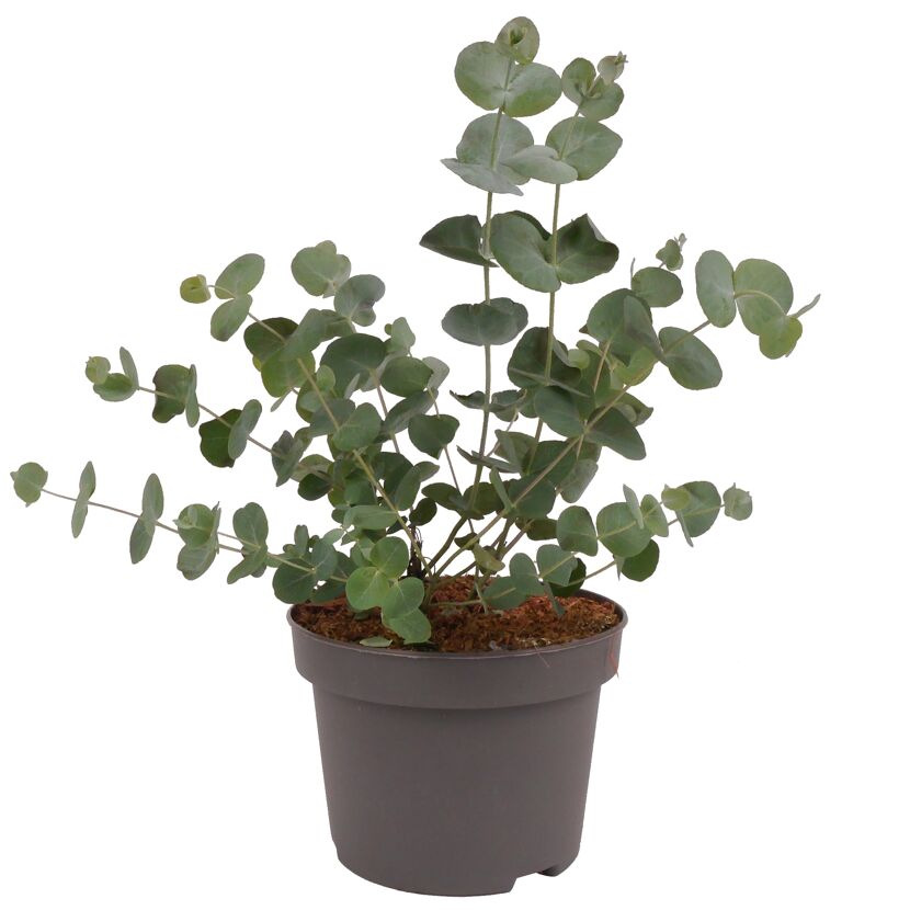 Eukalyptus 13 cm Topf