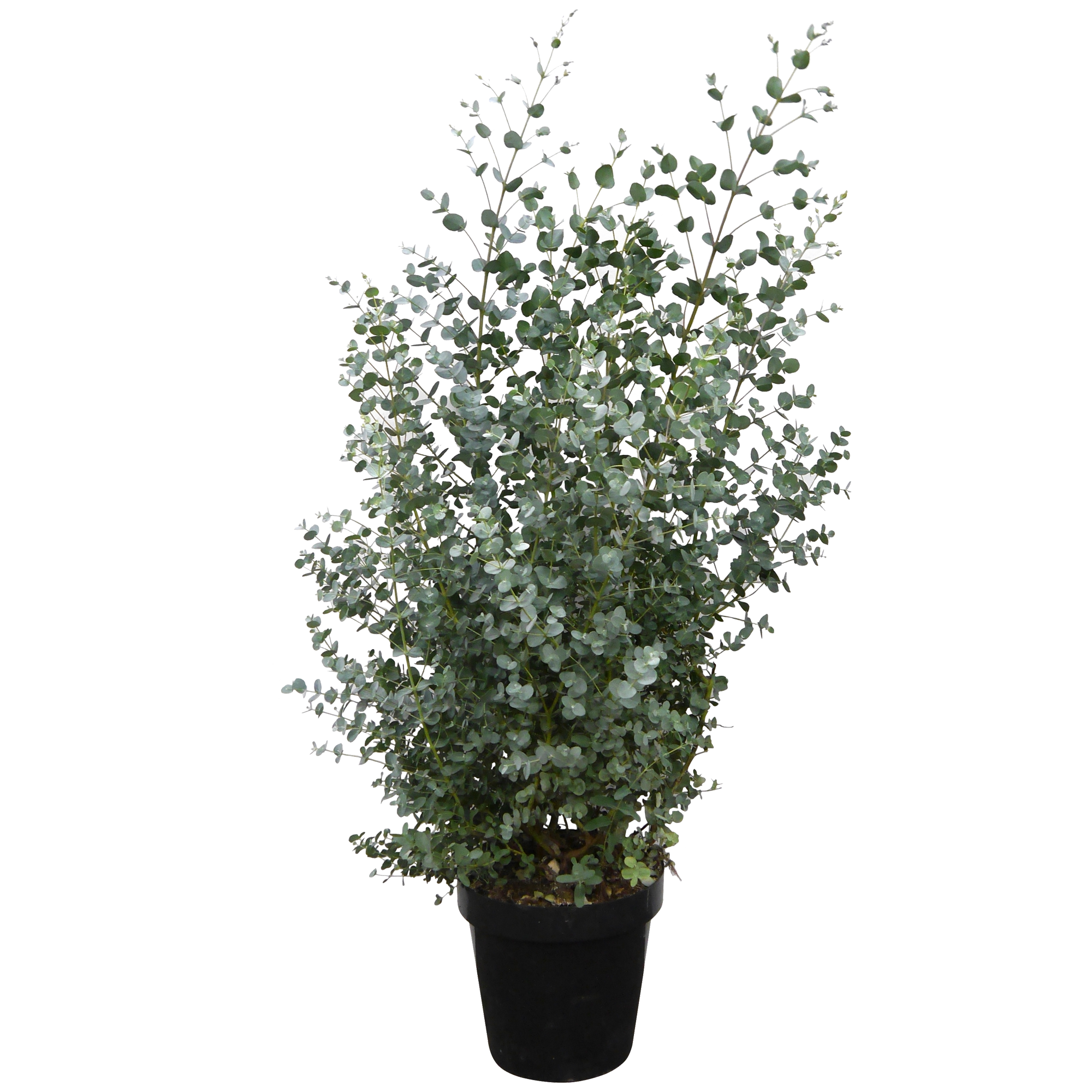 Eukalyptusbusch 80 cm, 30 cm Topf + product picture