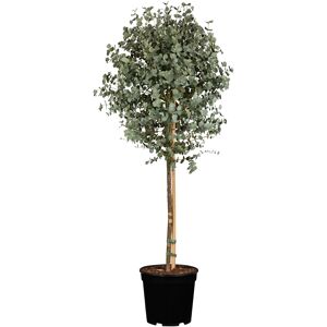 Eukalyptus Stamm 120 cm, 30 cm Topf