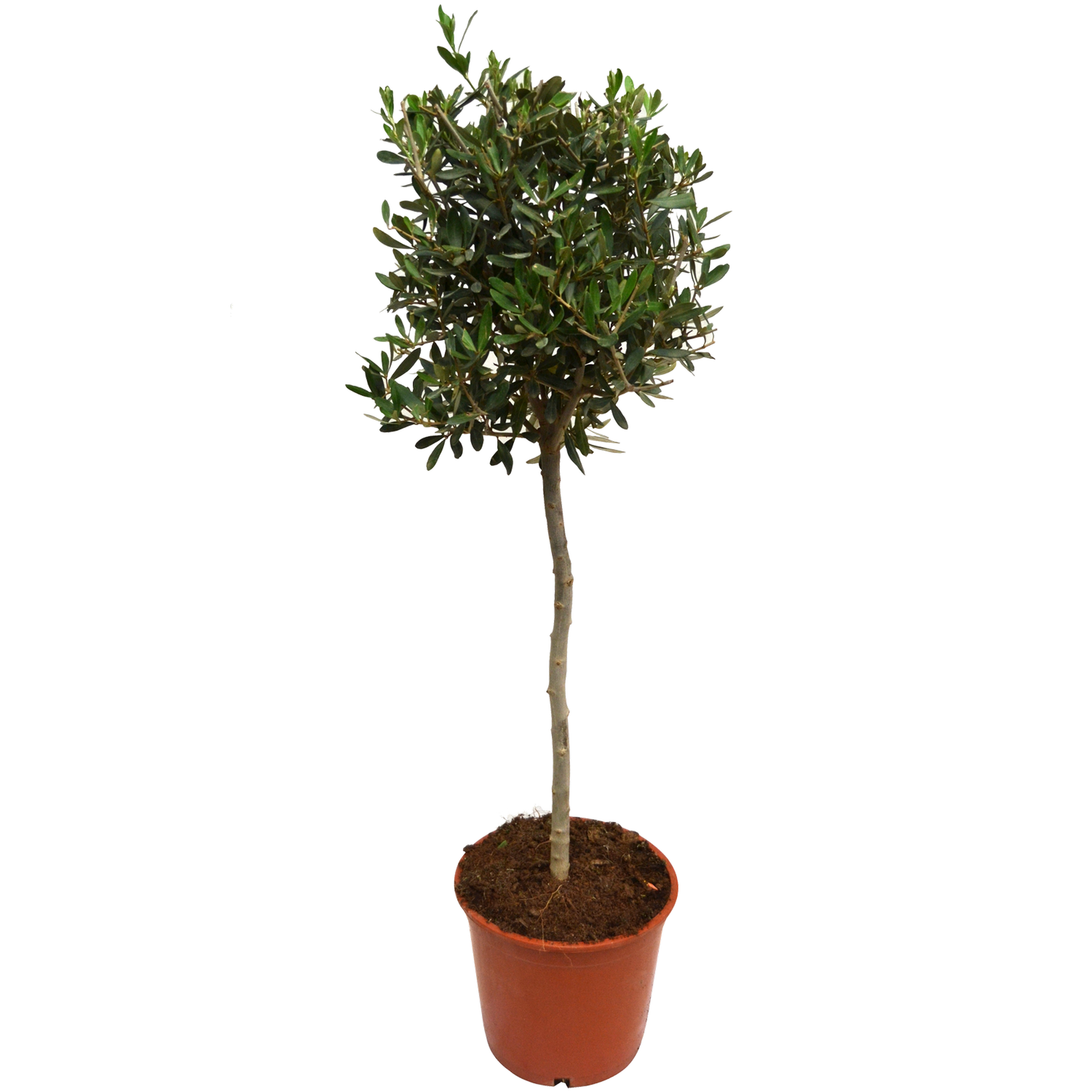 Olivenbaum 160 cm, 26 cm Topf + product picture