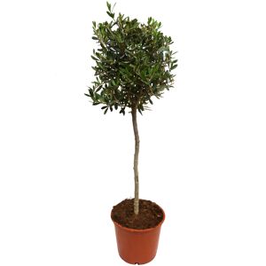 Olivenbaum 160 cm, 26 cm Topf