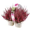 Knospenheide 'Gardengirls®' 4er-Tray