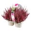 Knospenheide 'Gardengirls®' 4er-Tray