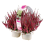 Knospenheide 'Gardengirls®' 4er-Tray
