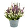Knospenheide 'Color Crown®' 10,5 cm Topf