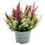 Knospenheide 'Color Crown®' 10,5 cm Topf