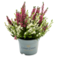 Knospenheide 'Color Crown®' 10,5 cm Topf