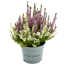 Knospenheide 'Color Crown®' 10,5 cm Topf