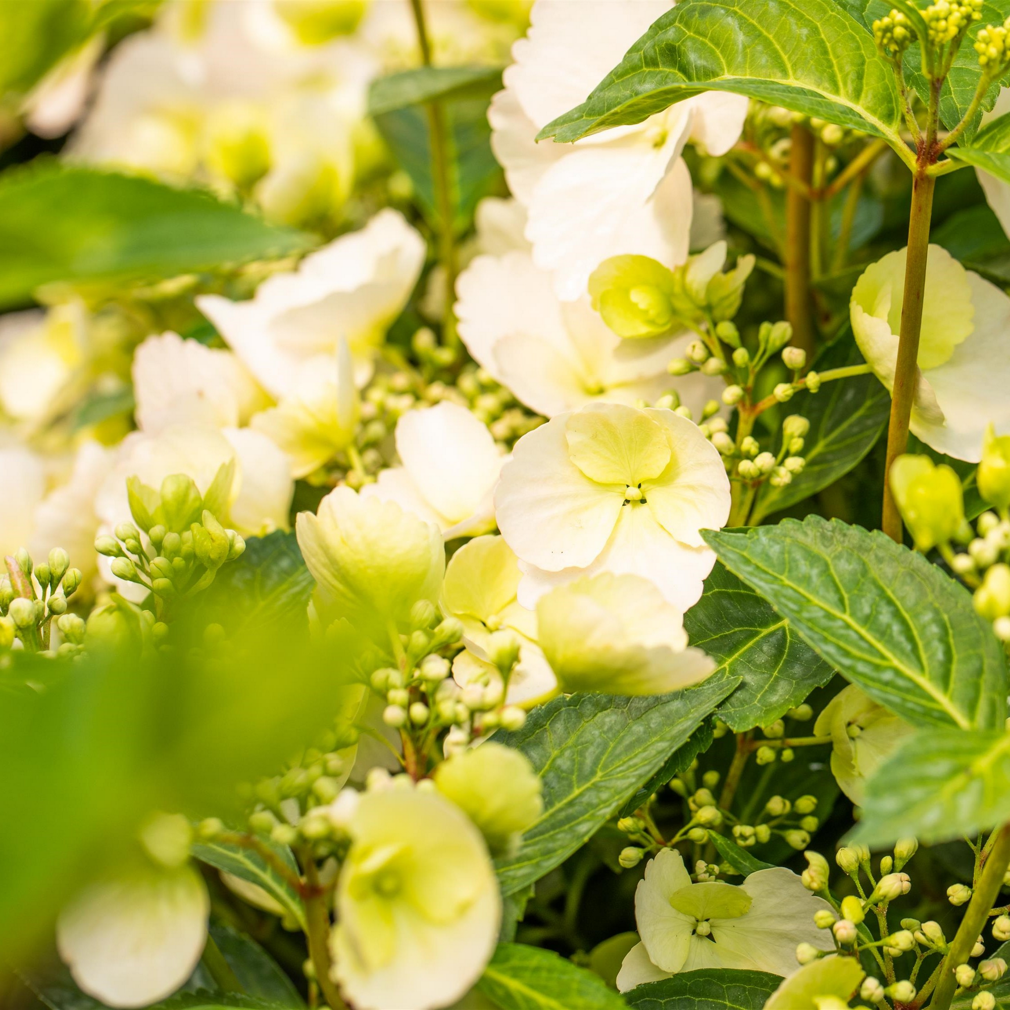 Hortensie 'Runaway Bride®' 20 cm Topf