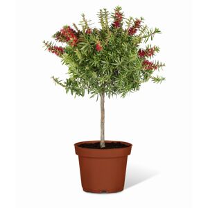 Zylinderputzer Stämmchen 120 cm, 24 cm Topf
