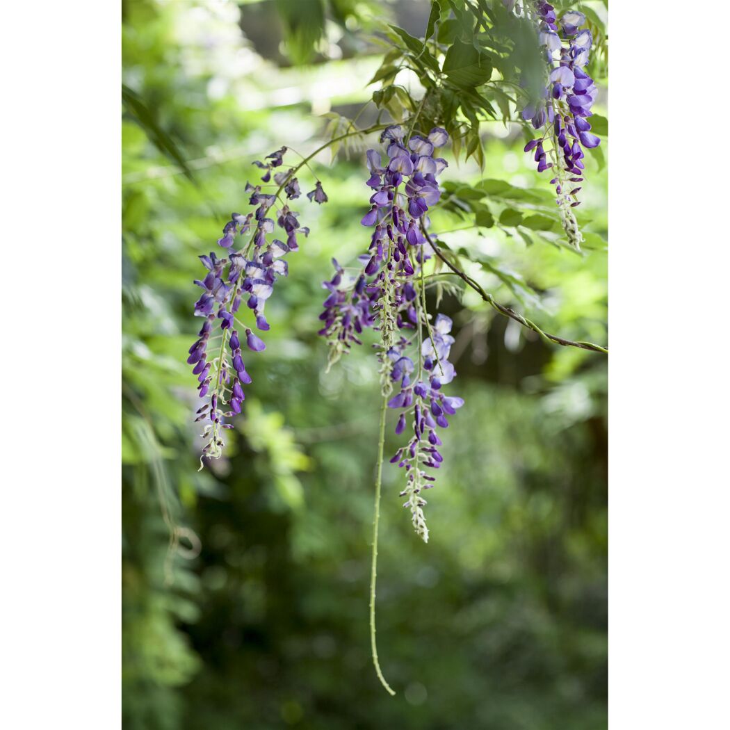 Blauregen mit lila Blüten