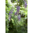 Japanischer Blauregen Viertelstamm 24 cm Topf
