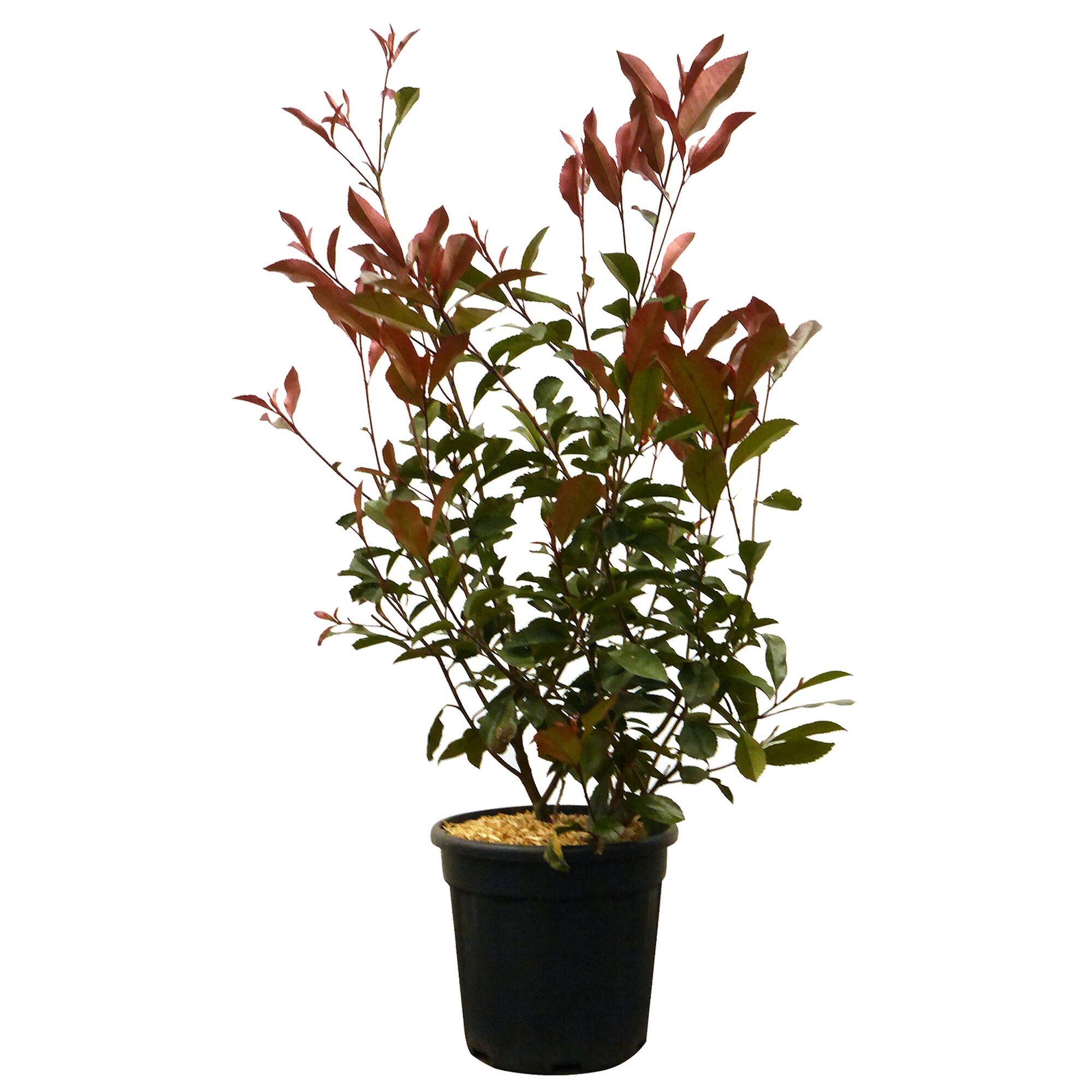 Glanzmispel im schwarzen Topf