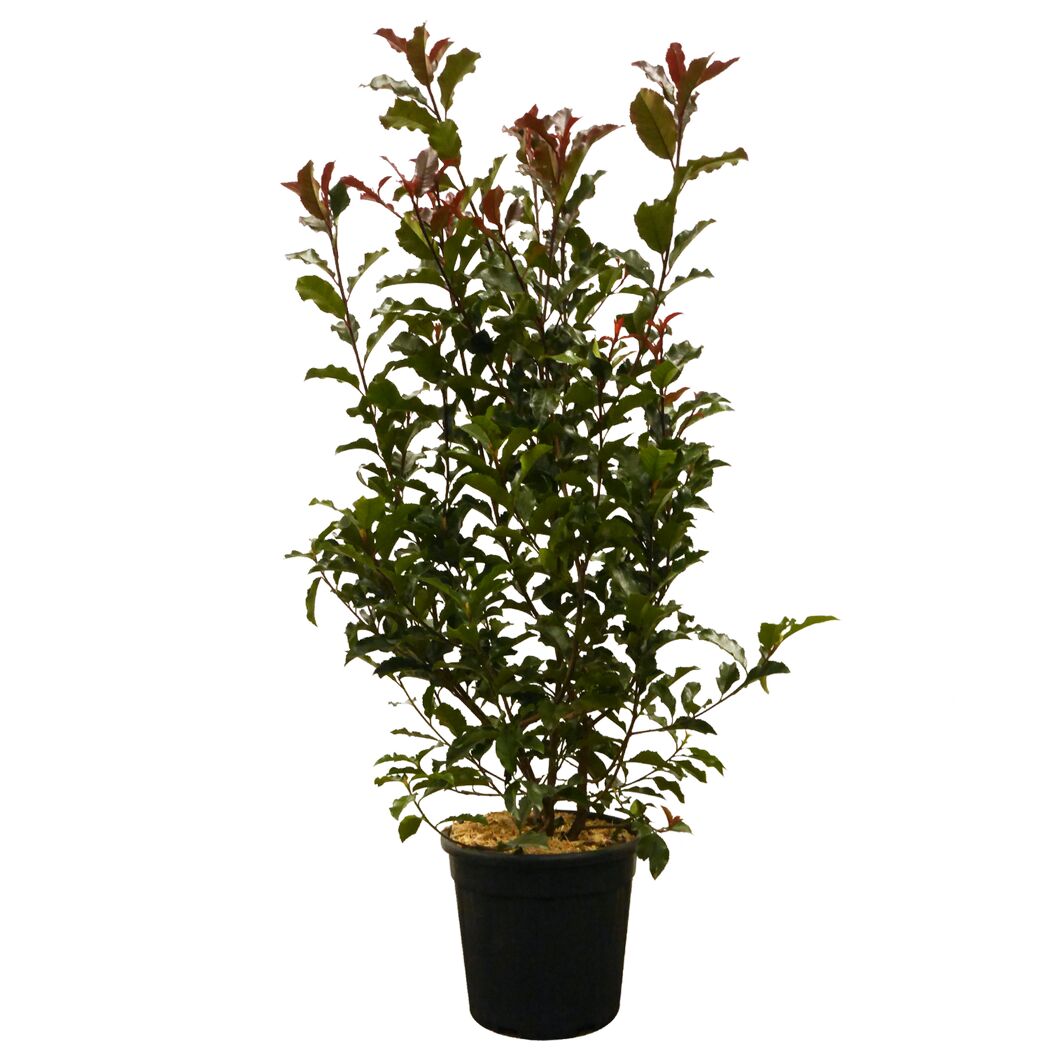 Photinia Fras. Glanzmispel im schwarzen Topf