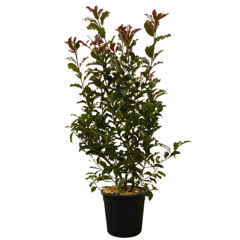 Photinia Fras. Glanzmispel im schwarzen Topf