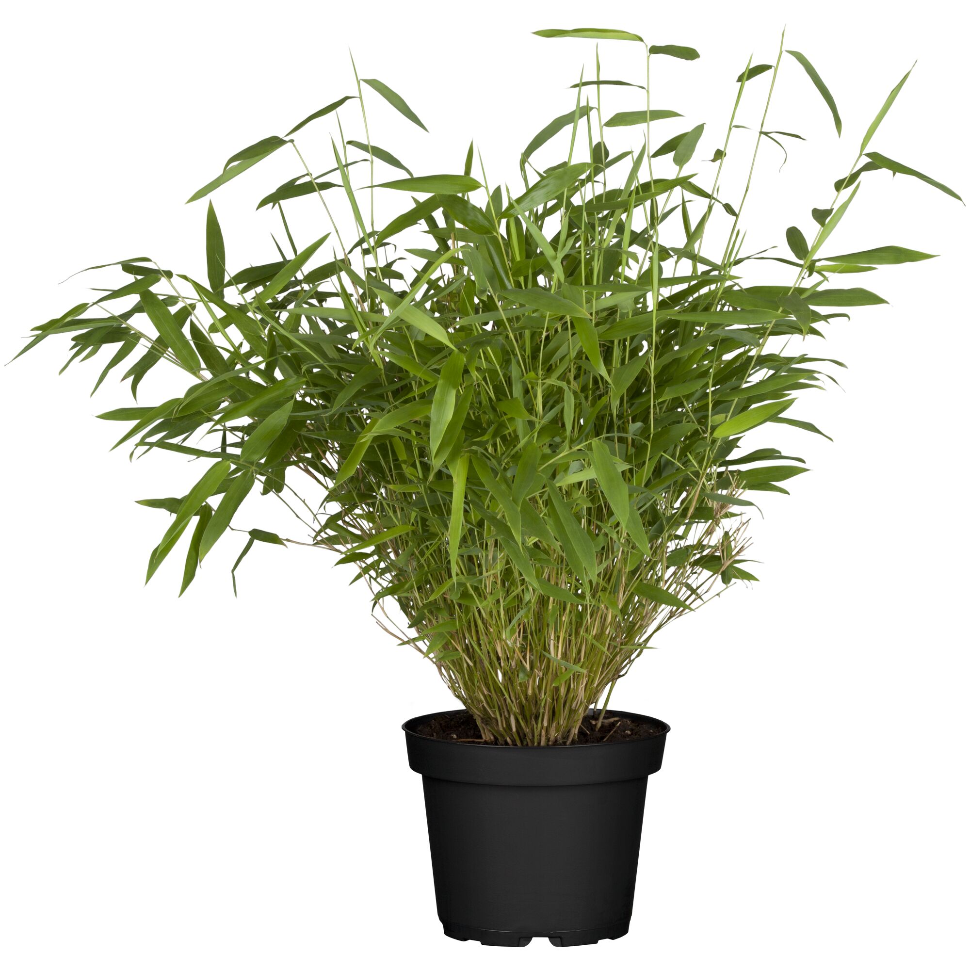 Schirmbambus in schwarzem Topf