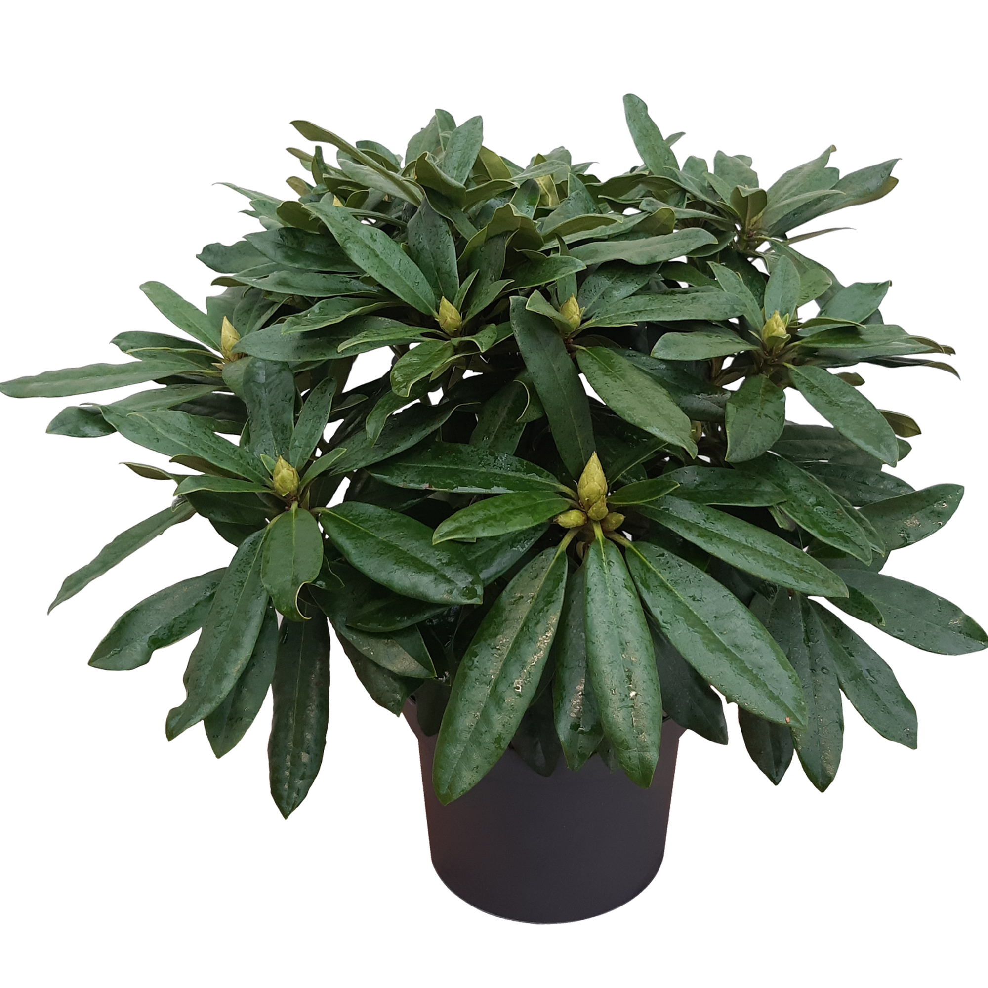 Rhododendron 'Yakushi' verschiedene Sorten 21 cm Topf + product picture