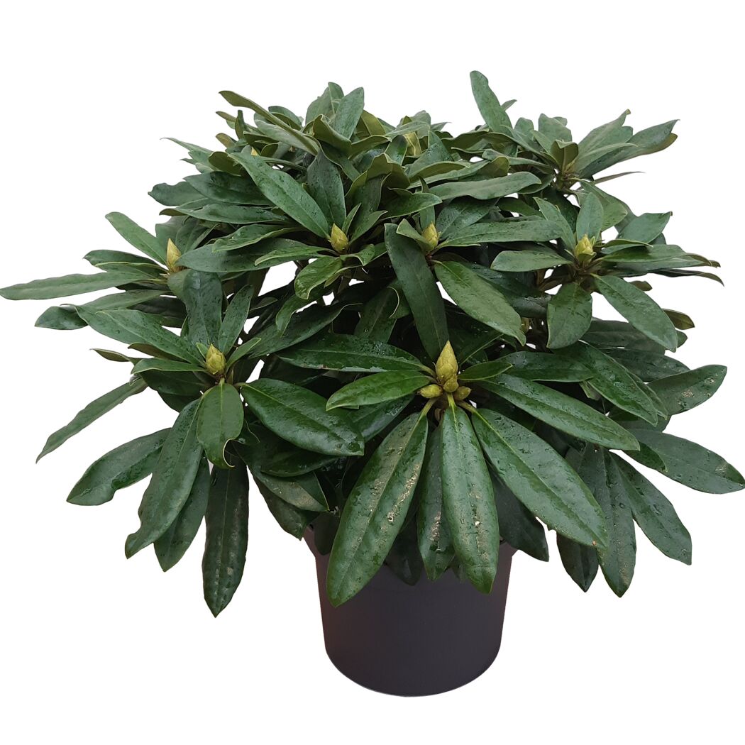 Rhododendron Yakushimanum im Topf