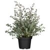 Eukalyptus Busch 15 cm Topf
