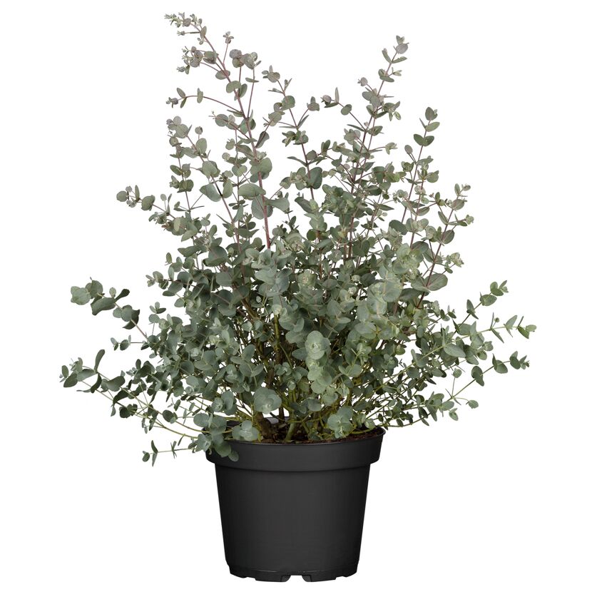 Eukalyptus Busch 15 cm Topf