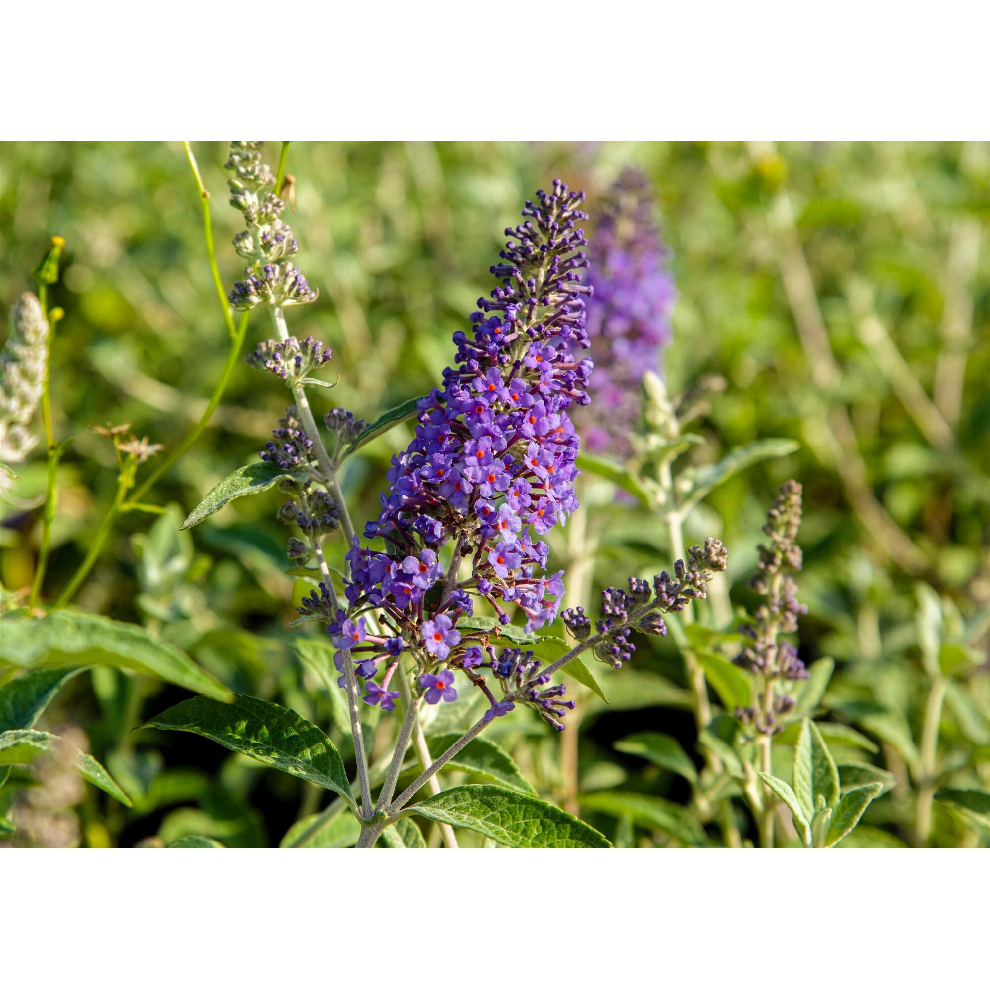 Lila Schmetterlingsflieder