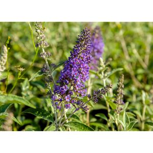 Schmetterlingsflieder verschiedene Sorten 19 cm Topf