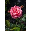 Beet- und Edelrosen verschiedene Sorten 19 cm Topf