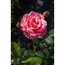 Beet- und Edelrosen verschiedene Sorten 19 cm Topf