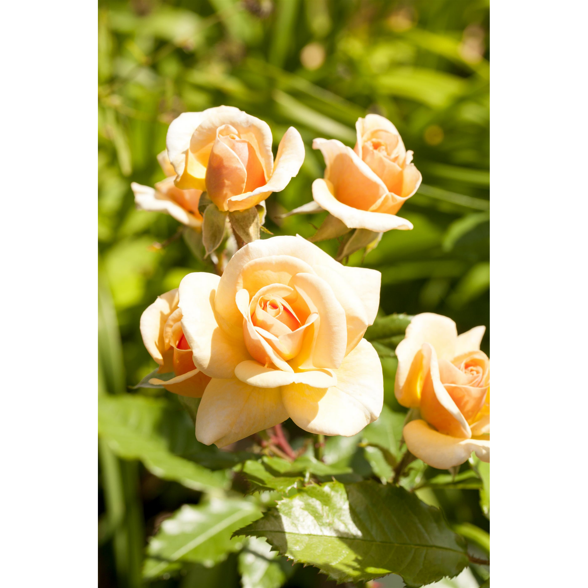Beet- und Edelrosen verschiedene Sorten 19 cm Topf