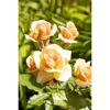 Beet- und Edelrosen verschiedene Sorten 19 cm Topf