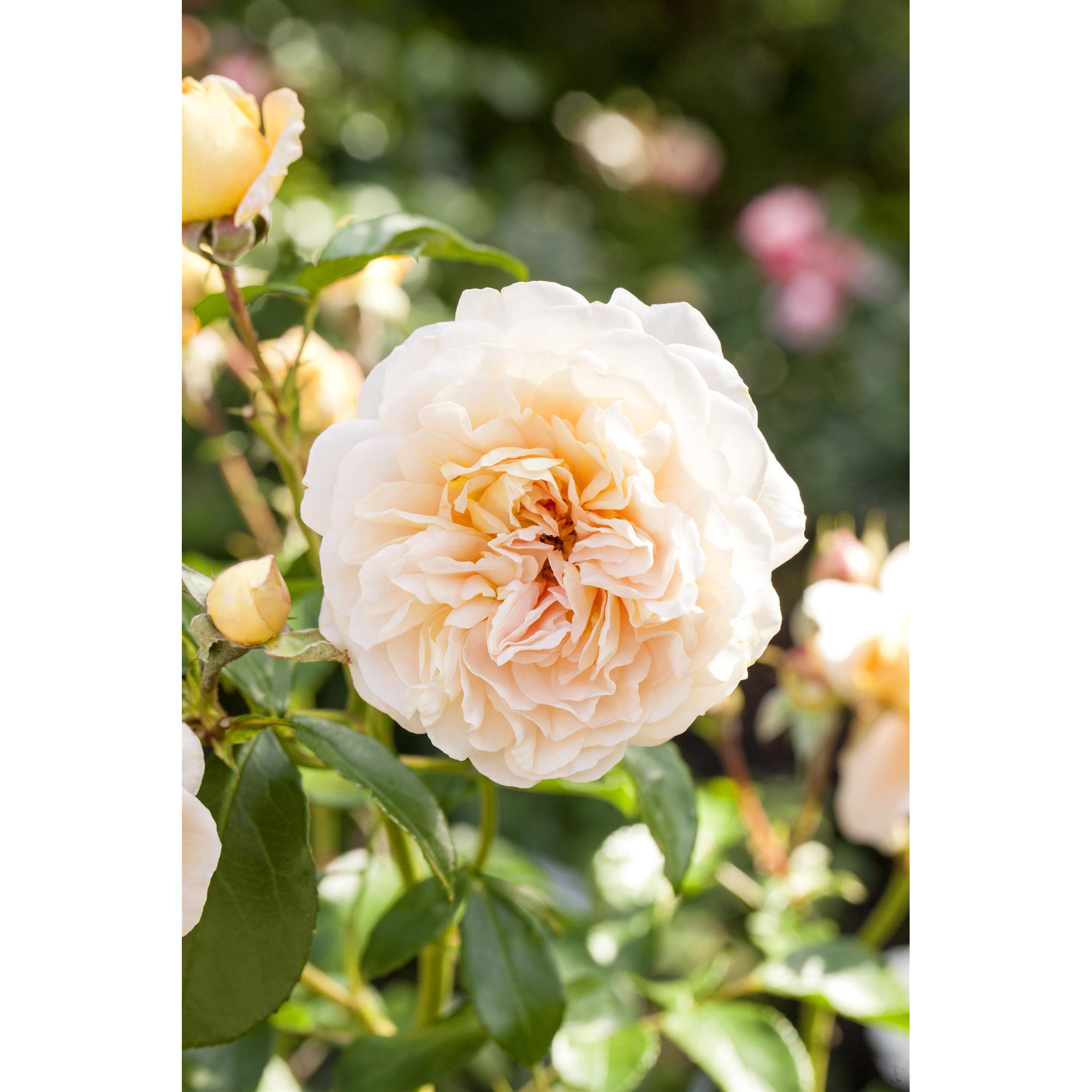 Beet- und Edelrosen verschiedene Sorten 19 cm Topf