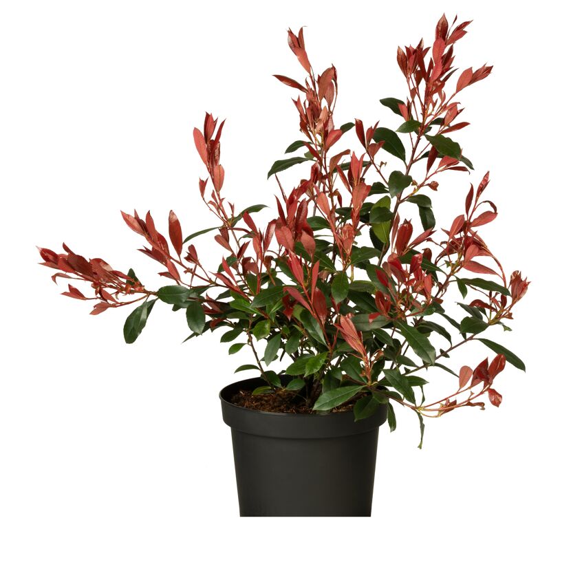 Glanzmispel 'Carre Rouge' 23 cm Topf