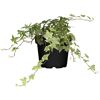 Efeu verschiedene Sorten, 9 cm Topf