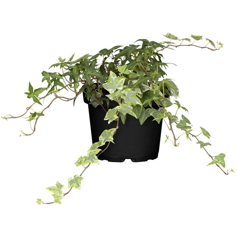 Efeu verschiedene Sorten, 9 cm Topf