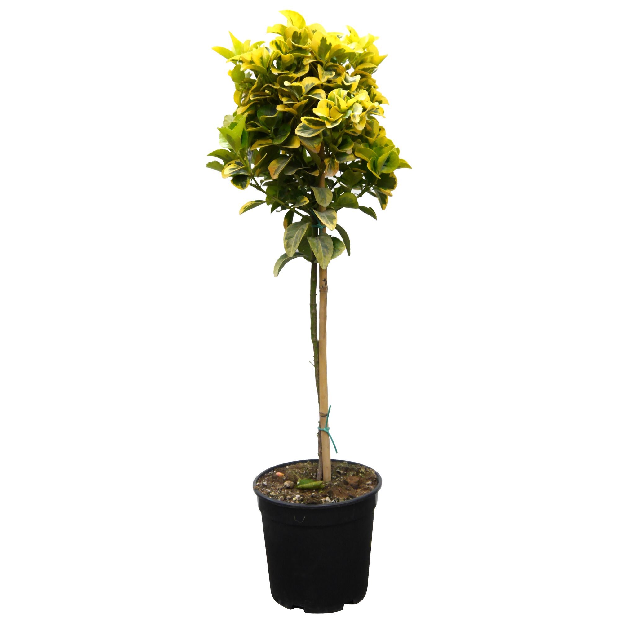 Gelbgrüner Strauch im Topf