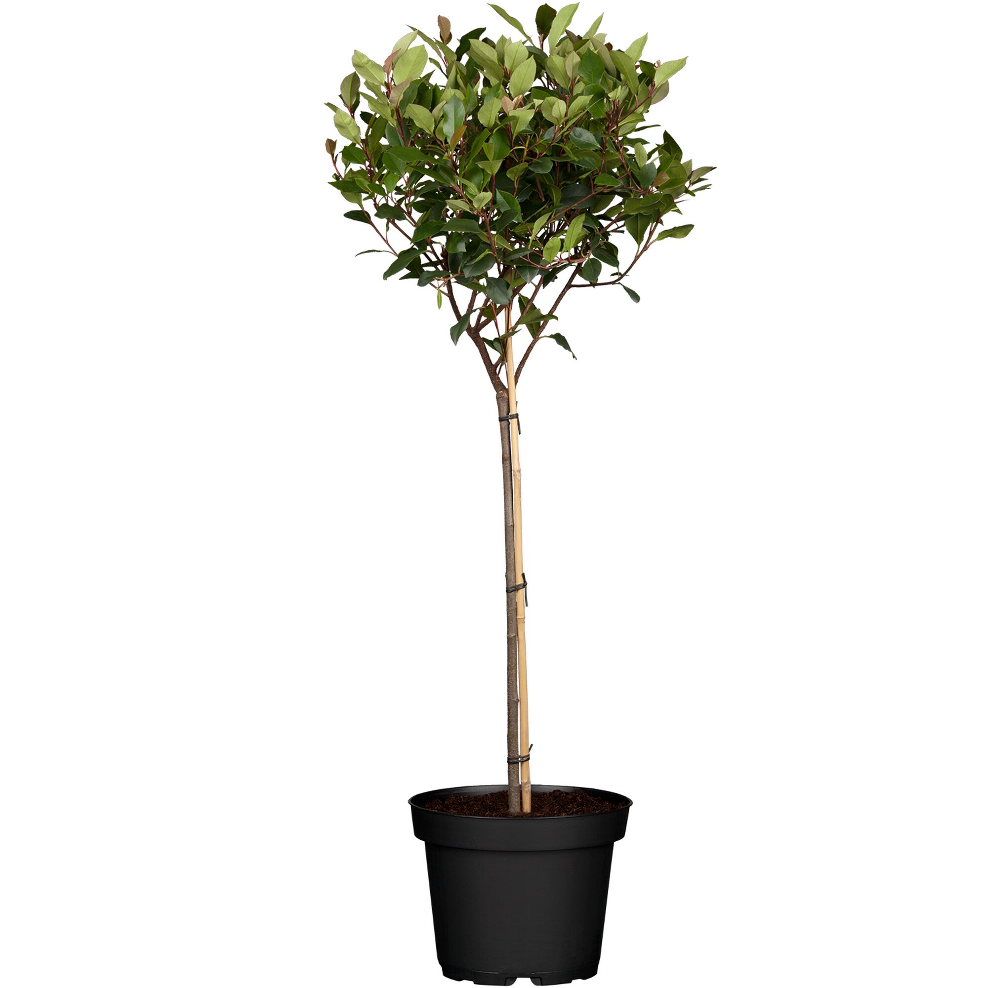 Glänzende Grünpflanze im Topf