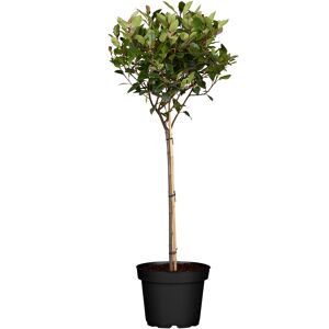Glanzmispel 'Little Red Robin' Ministamm 22 cm Topf