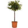 Kirschlorbeerbaum im Topf