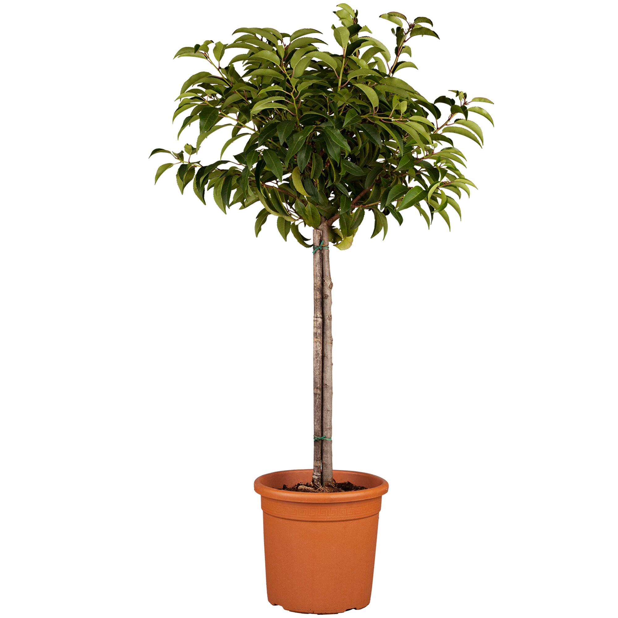 Kirschlorbeerbaum im Topf