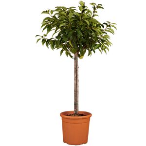 Portugiesischer Kirschlorbeer 'Angustifolia' Halbstamm 24 cm Topf