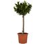 Kirschlobeerbaum im Topf mit Bambusstange