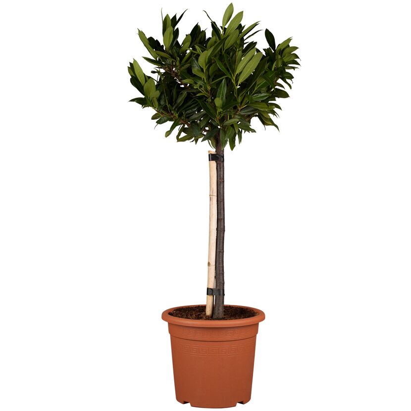 Kirschlobeerbaum im Topf mit Bambusstange