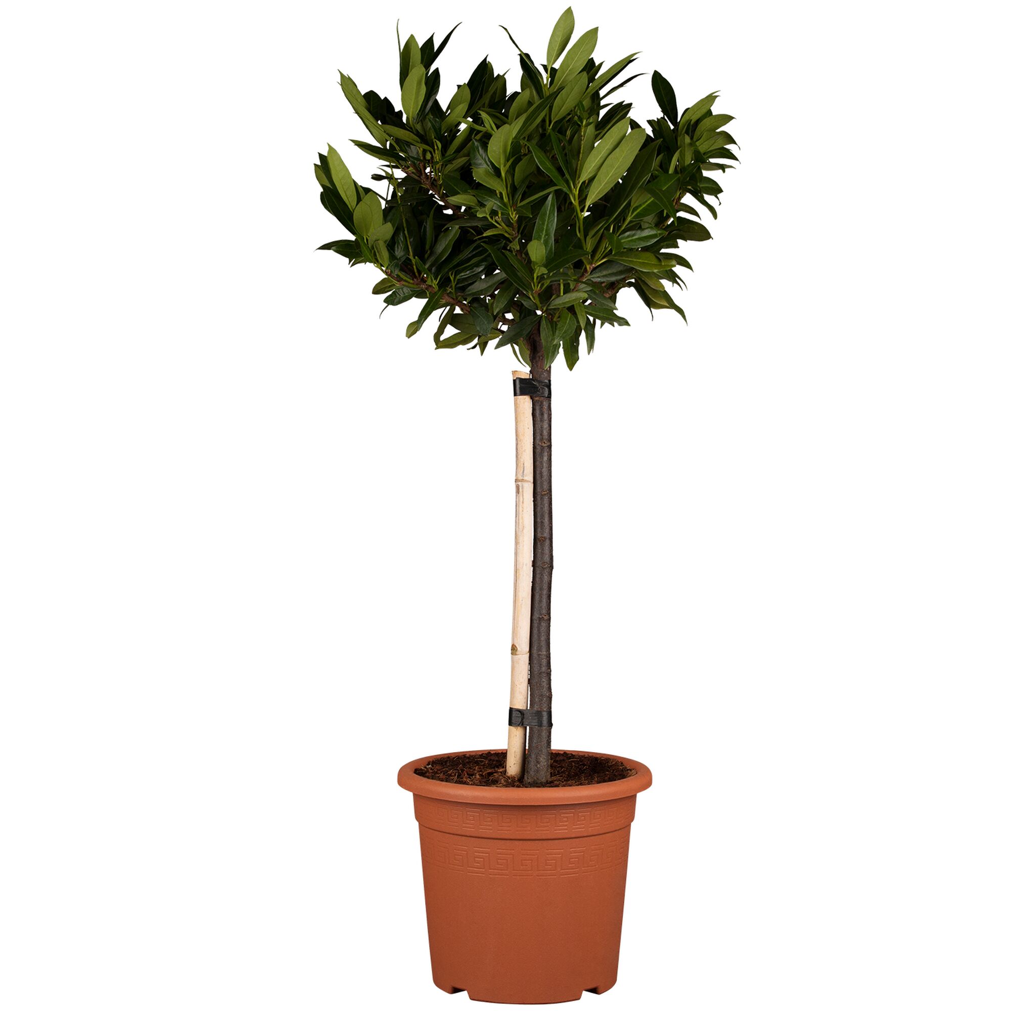 Kirschlobeerbaum im Topf mit Bambusstange