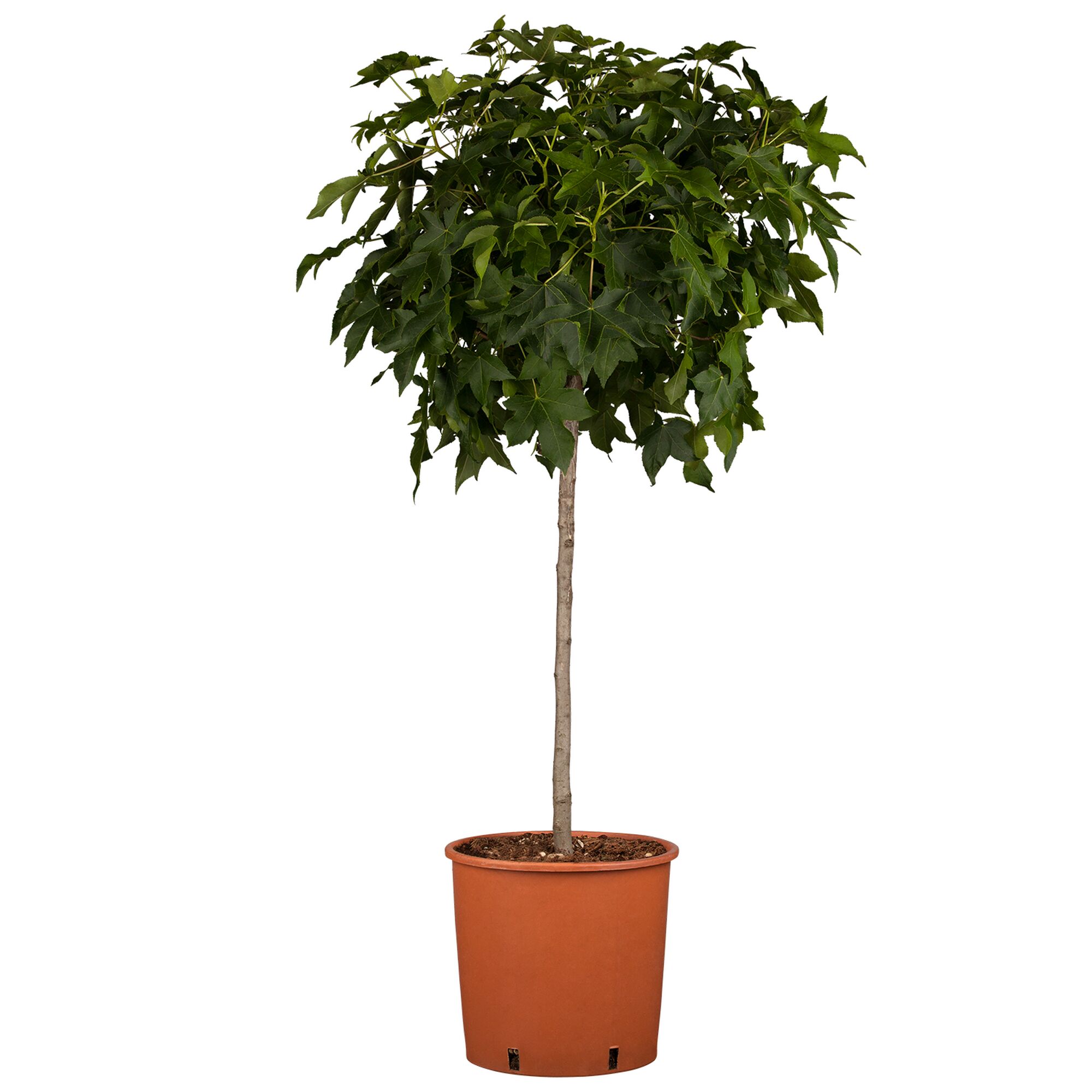 Kleiner Baum im Topf