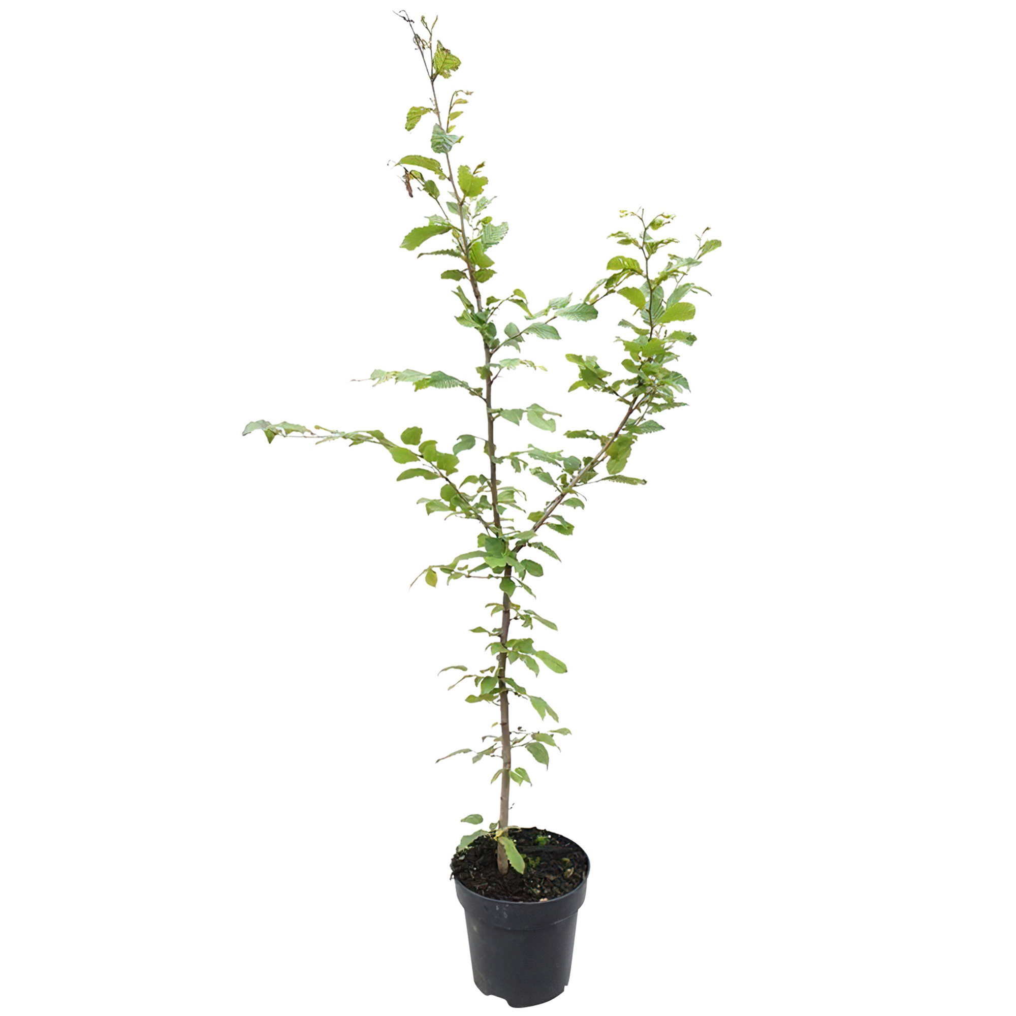 Hainbuche 125-150 cm 50 Stück