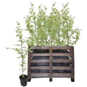 Hainbuche 125-150 cm 50 Stück