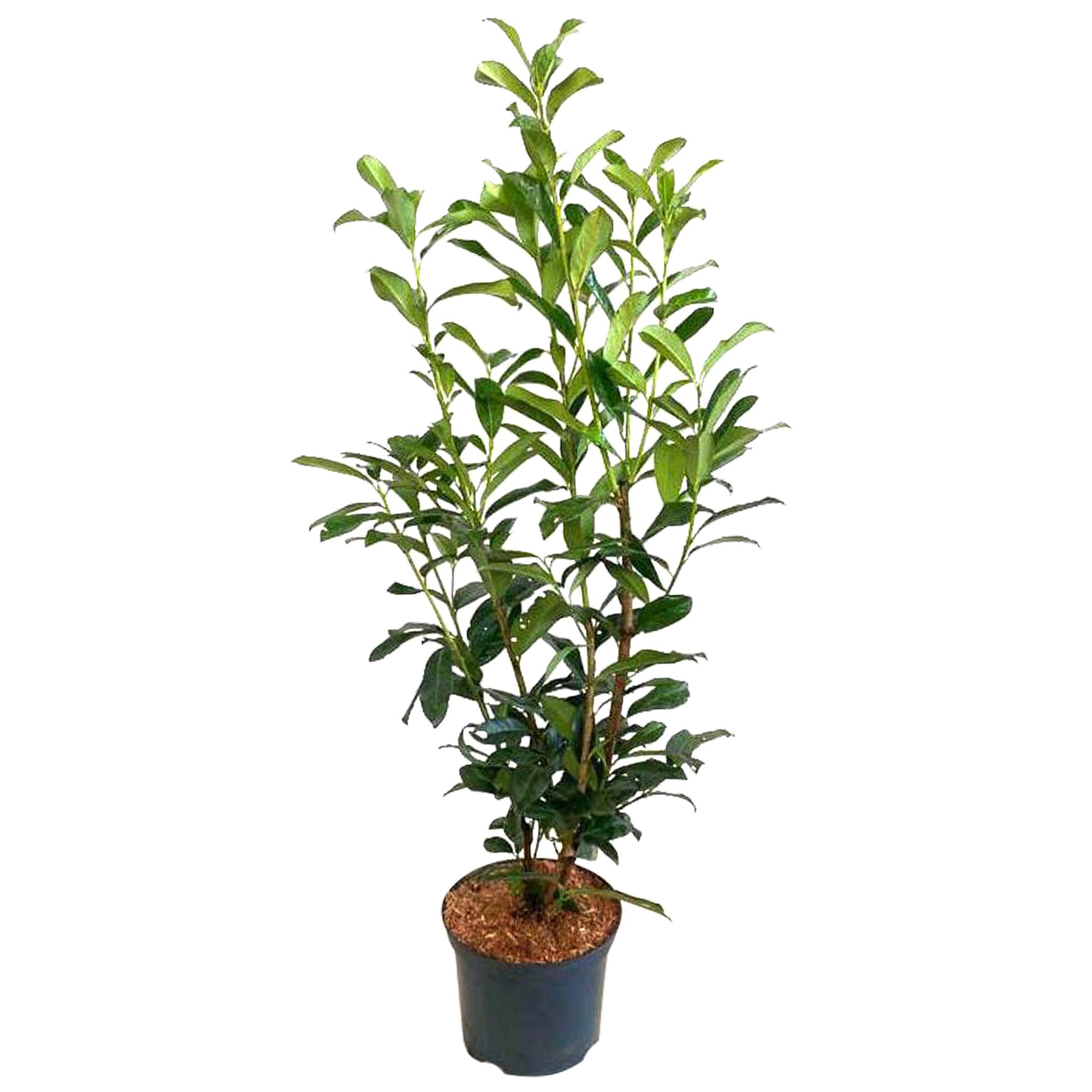 Kirschlobeerbaum im Topf