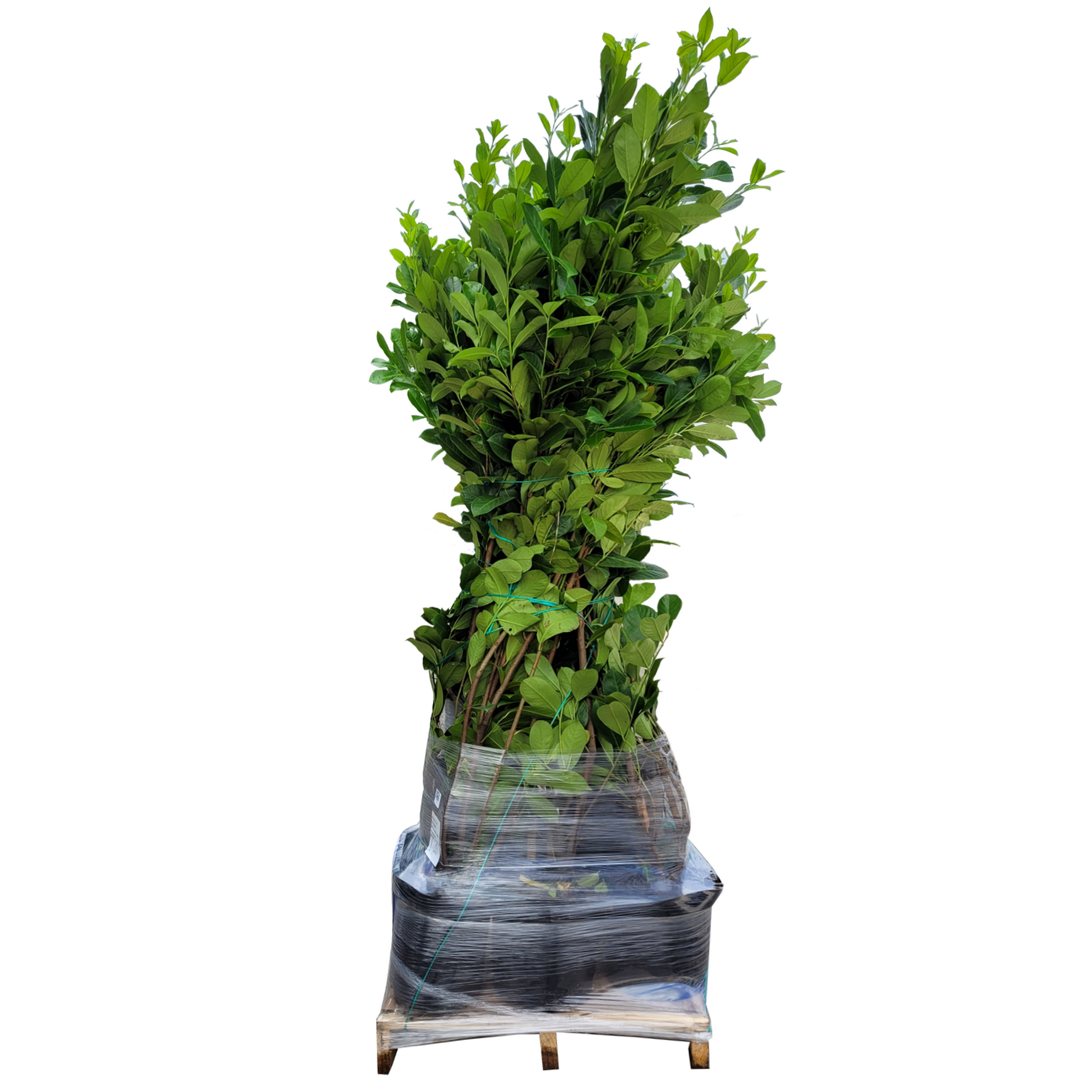 Kirschlorbeer Caucasica 'Genolia' 80-100 cm 25 Stück