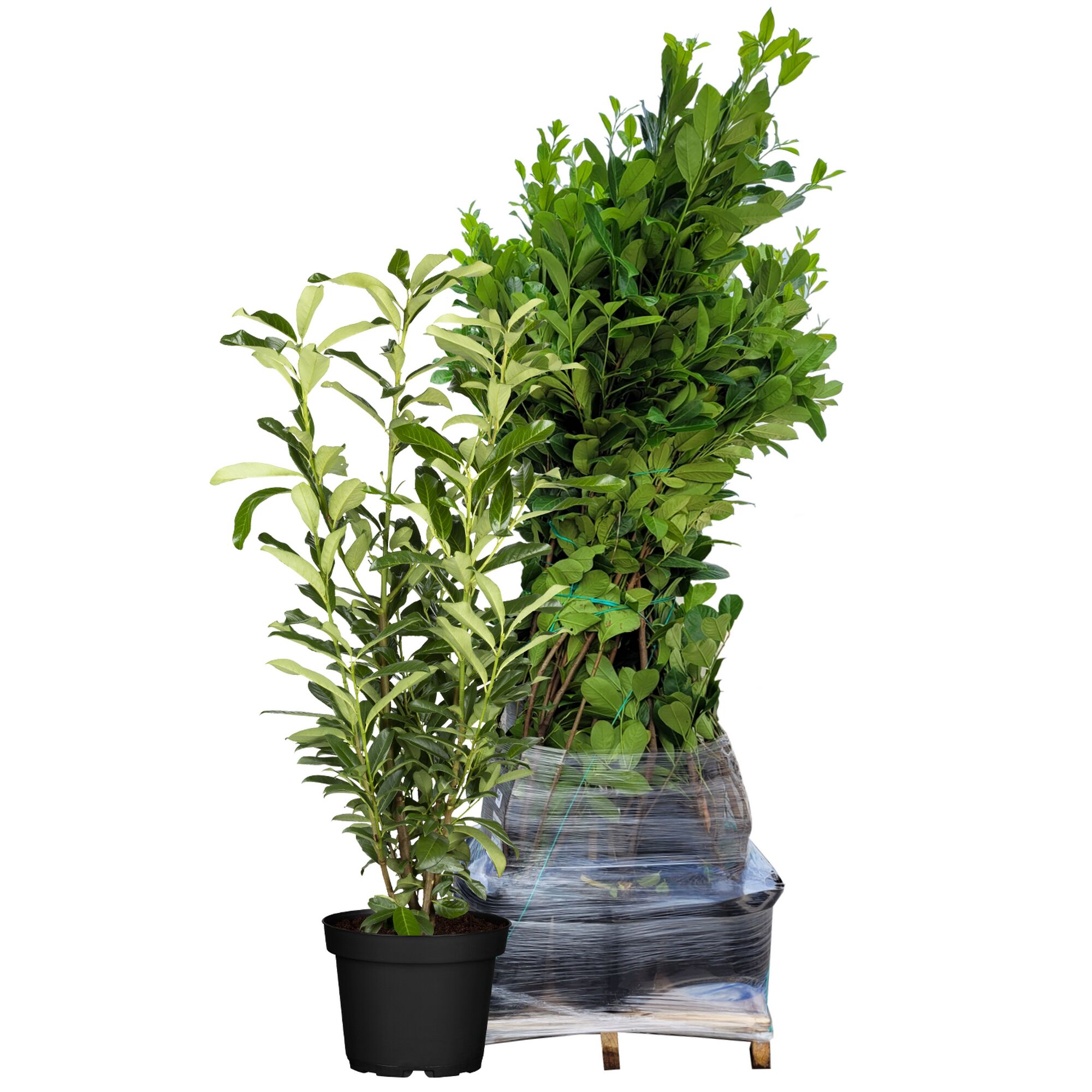 Zwei Kirschlorbeerpflanzen